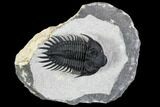 Spiny Delocare (Saharops) Trilobite - Excellent Shell Quality #108259-2